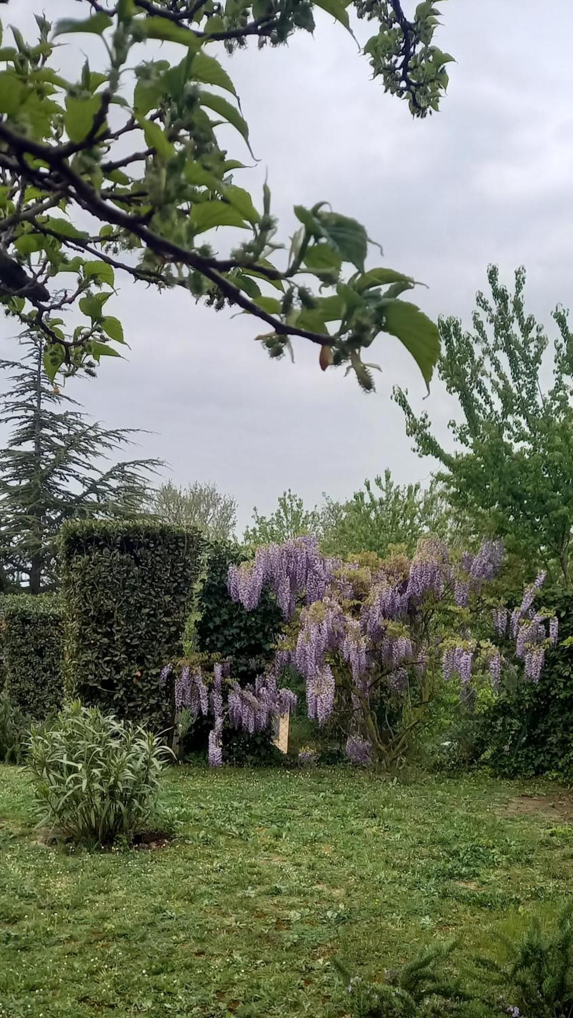 Agrifoglio * Pantalla